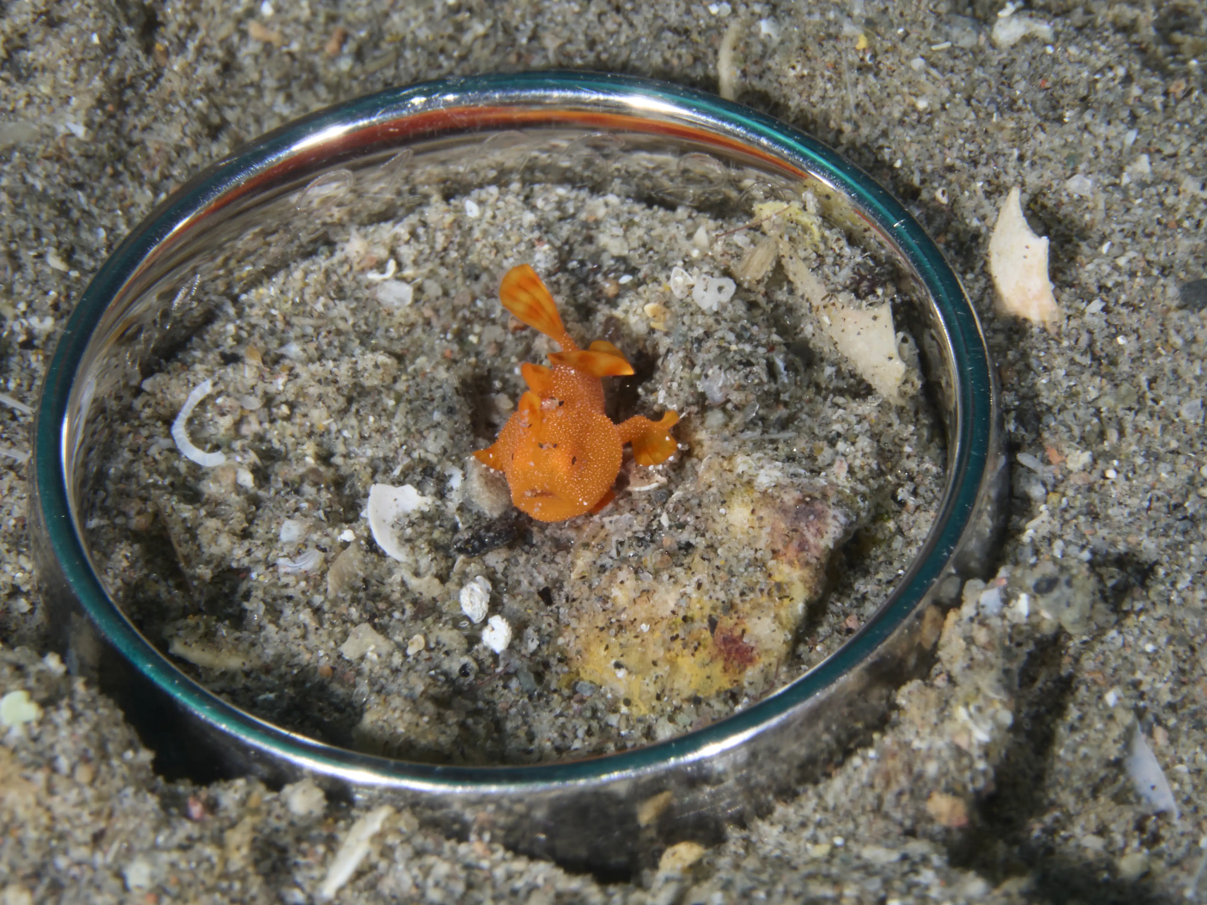 juvenile painted frogfish - Masaplod norte - 8m
